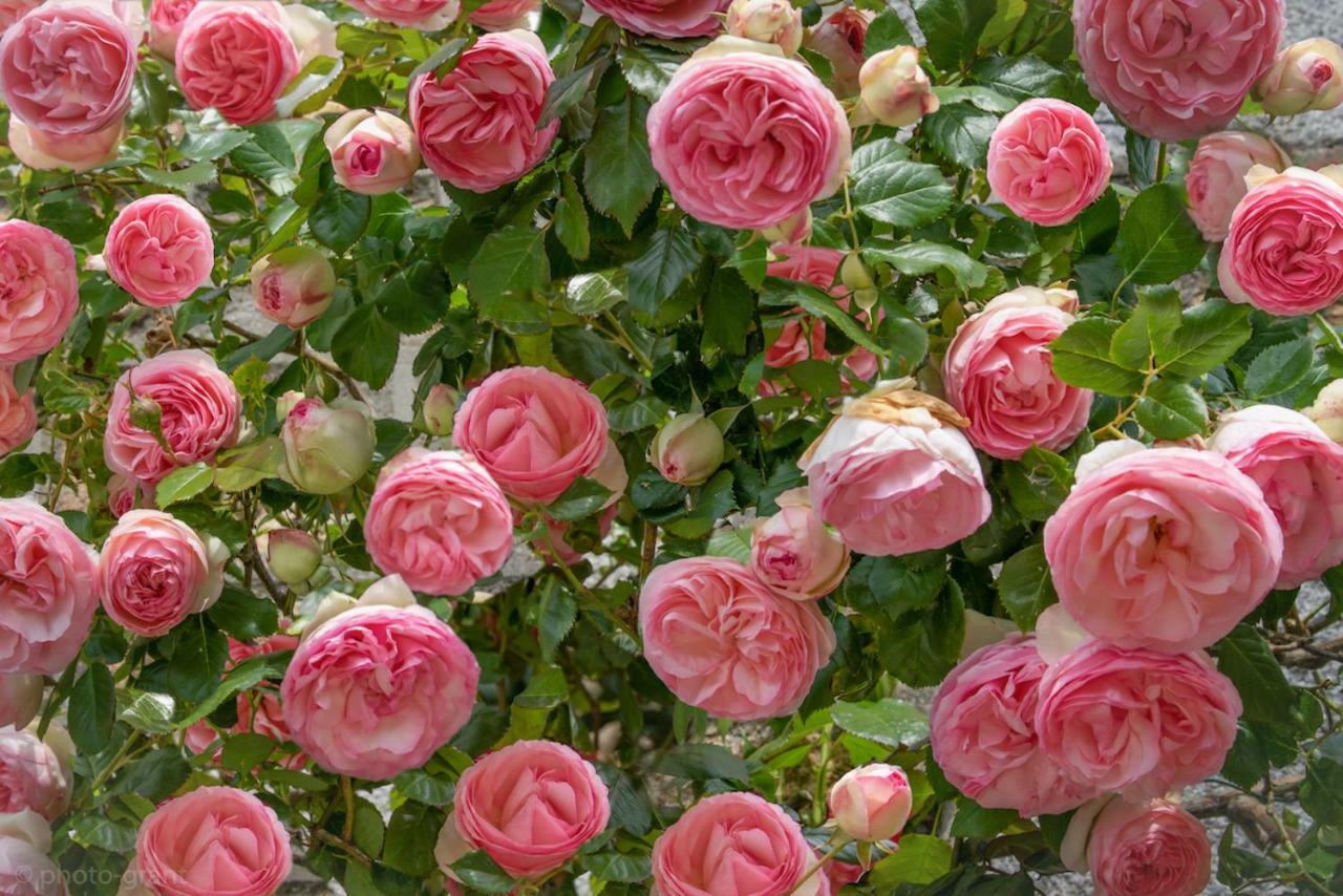 Maison D'Hotes De Charme La Rose De Ducey Pres Du Mont Saint Michel Eksteriør bilde
